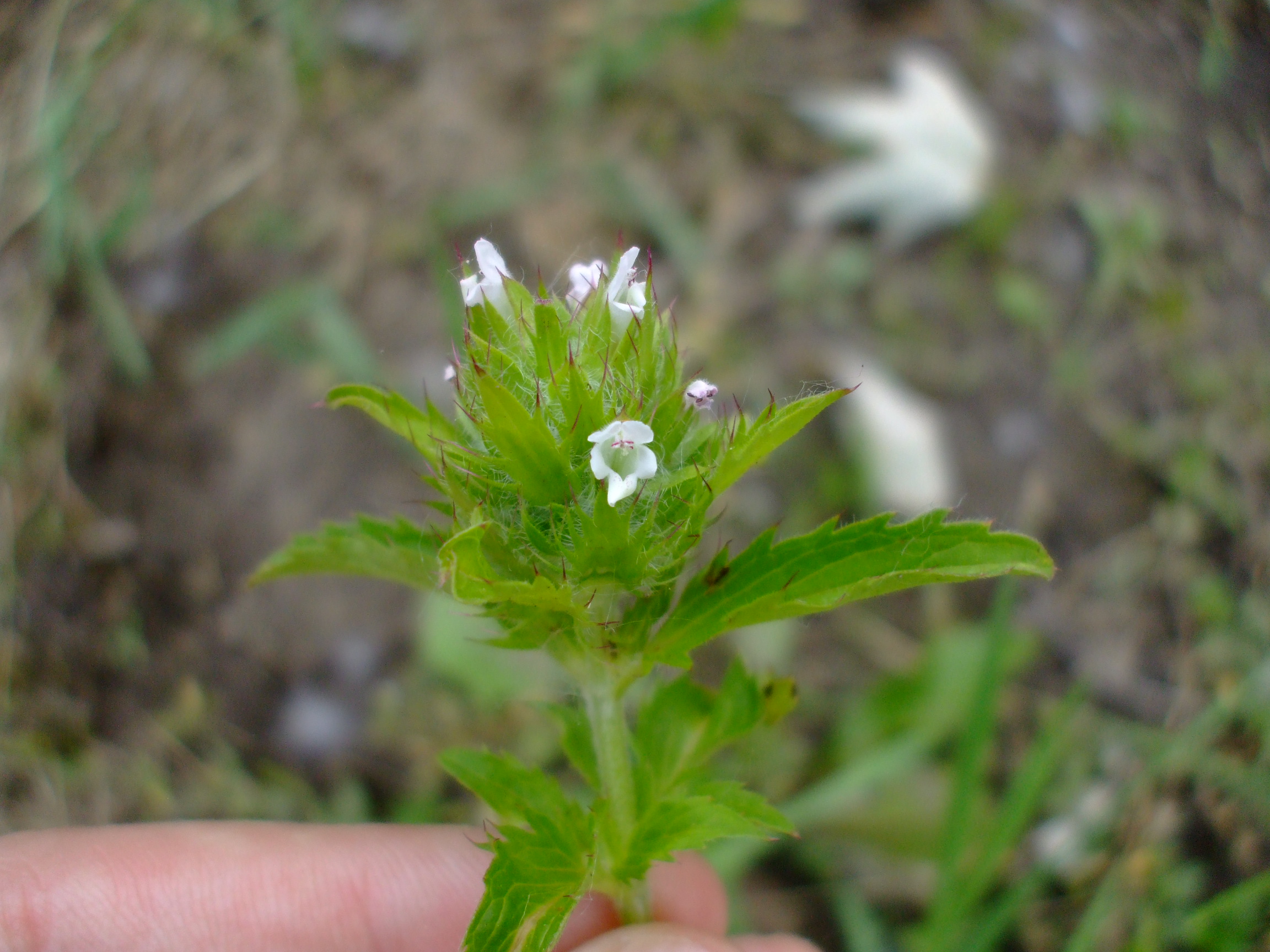 Dracocephalum parviflorum